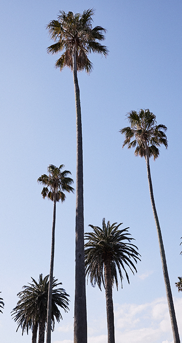 St Kilda Palm Trees
