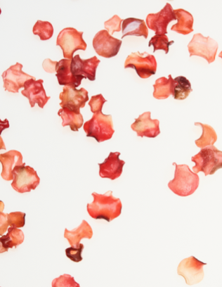 Mimco New Arrivals